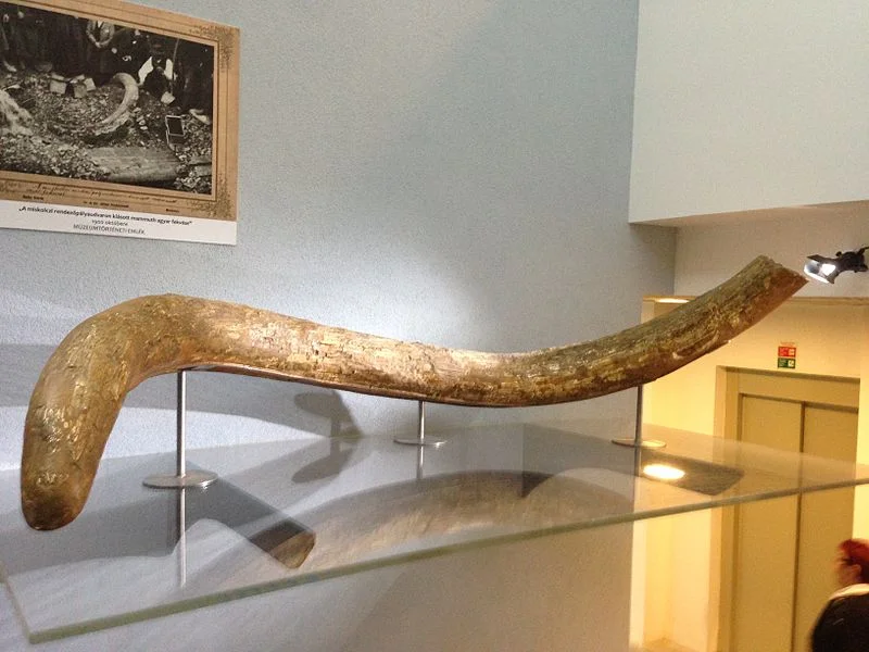 A Mammoth of a Problem—Effectively Regulating the Russian Mammoth Tusk Ivory Trade