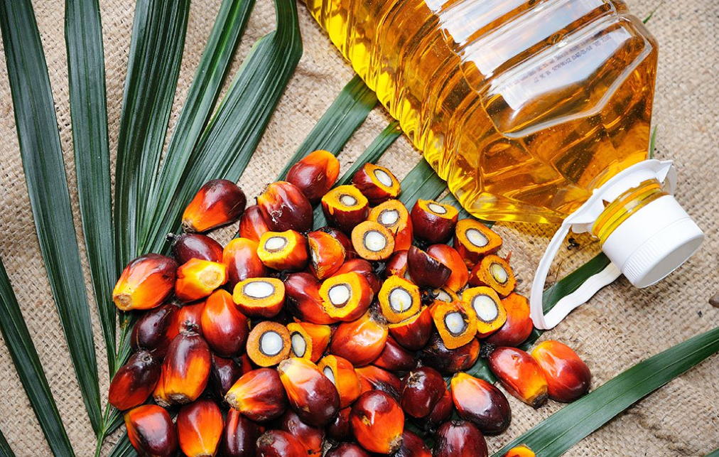 Palm Oil: What's more important? Limiting deforestation or maintaining livelihoods for hundreds of small farmers? The answer depends on who you are. 