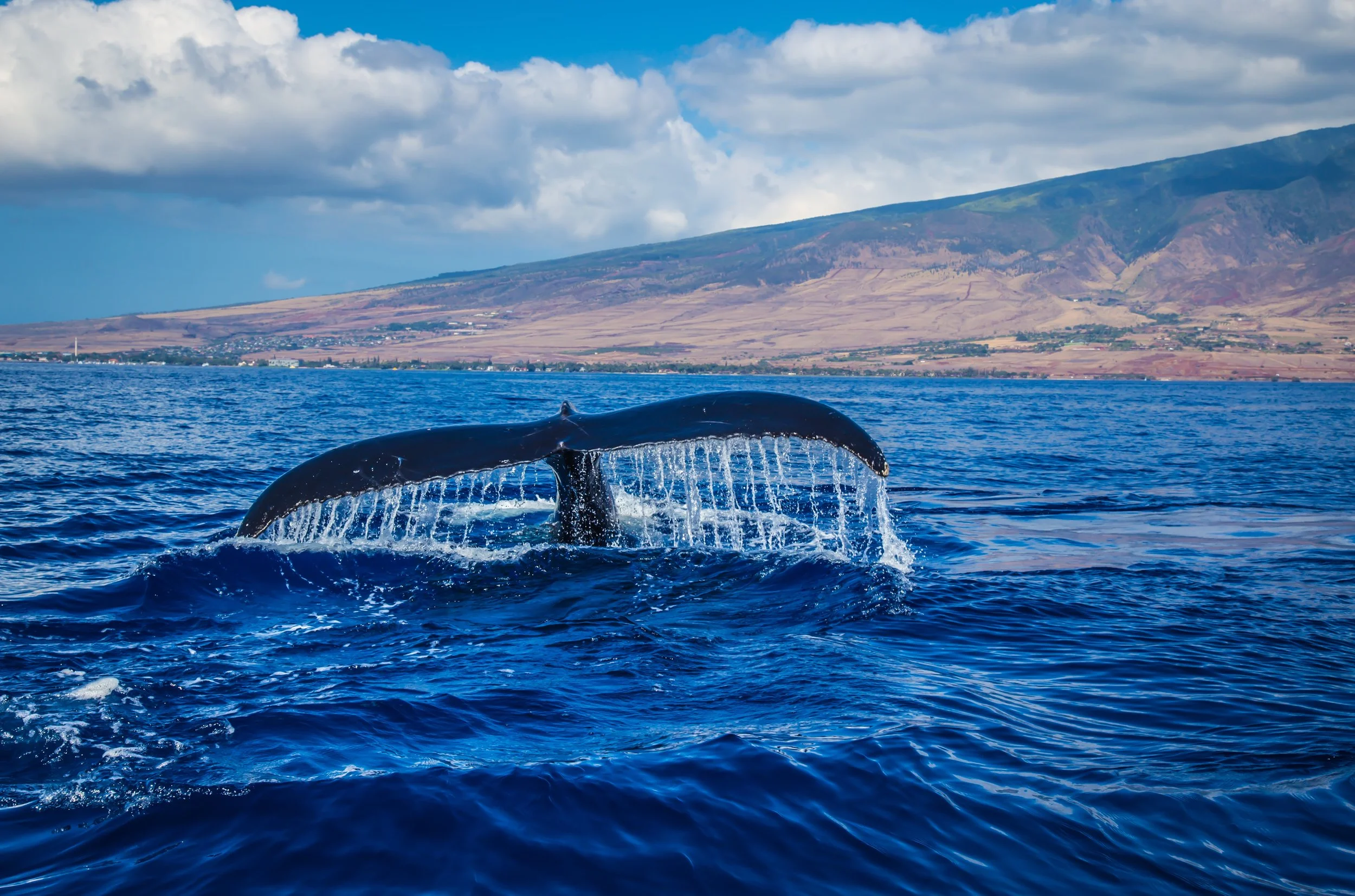 Whaling in Iceland