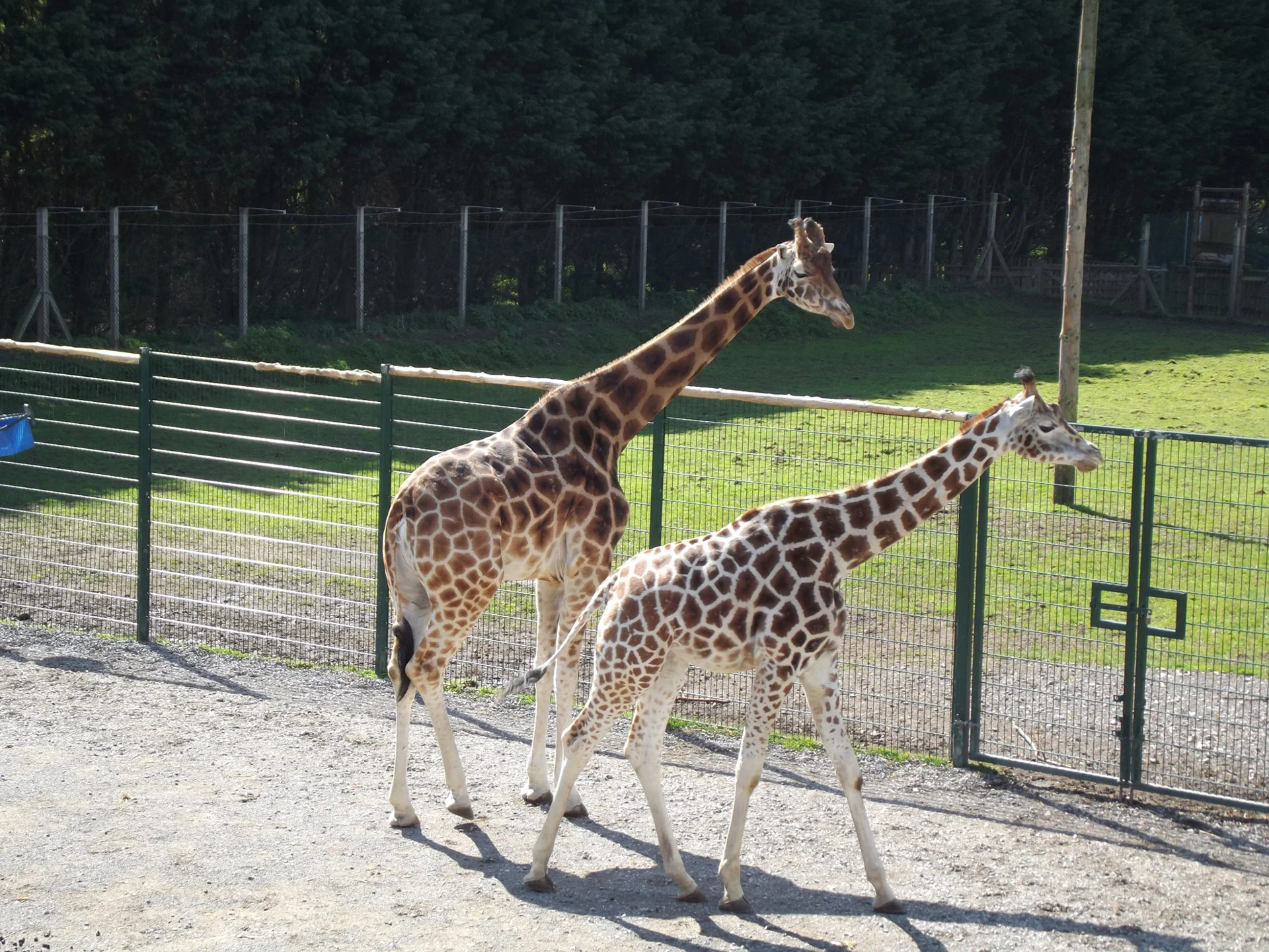 The Possible Exploitation of Giraffes Through the CITES Appendix II Listing
