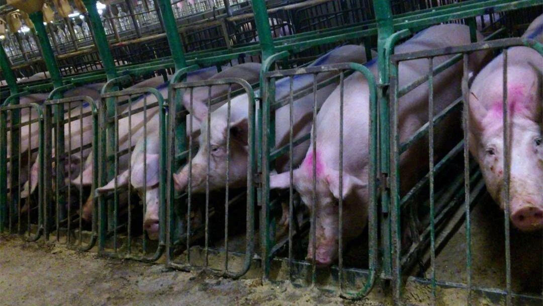 Colonialist Slavery Techniques and Torture Were Used During the Transatlantic Slave Trade and are now Used on Non-Human Animals in Animal Agriculture