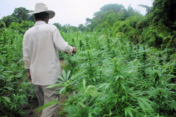 Mexico is Moving Towards Legalizing Marijuana 