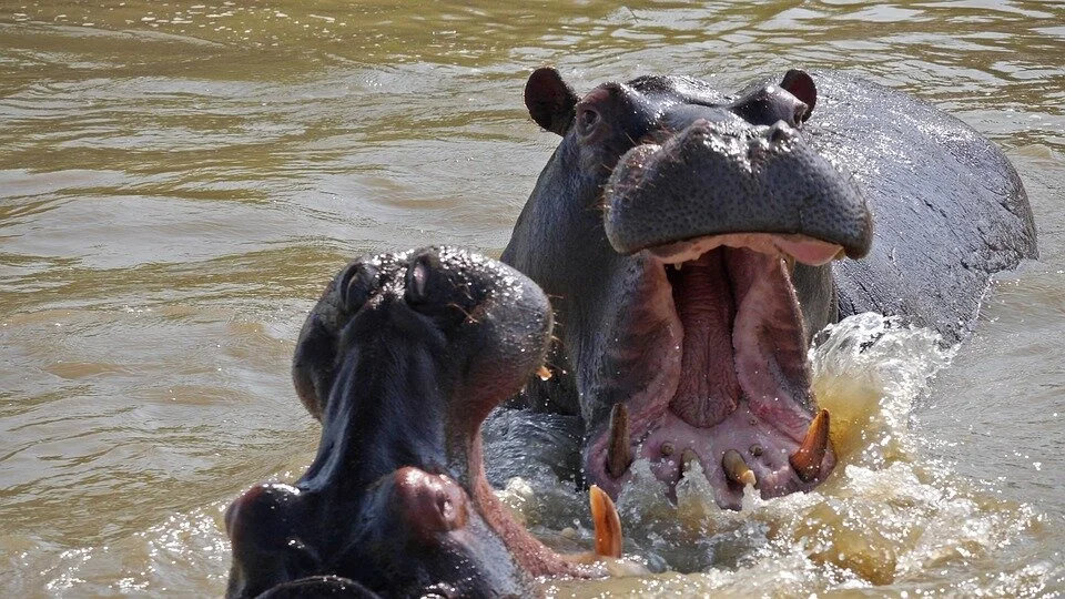 The World’s Largest, and Most Popular, Invasive Species Presents Equally Large Problems 