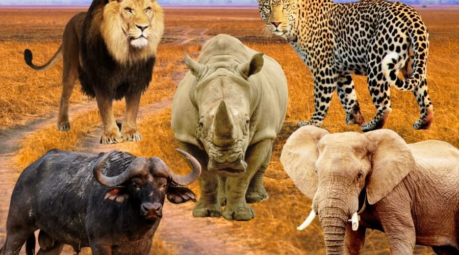Protecting the Big Five By: Jessica Boeve
