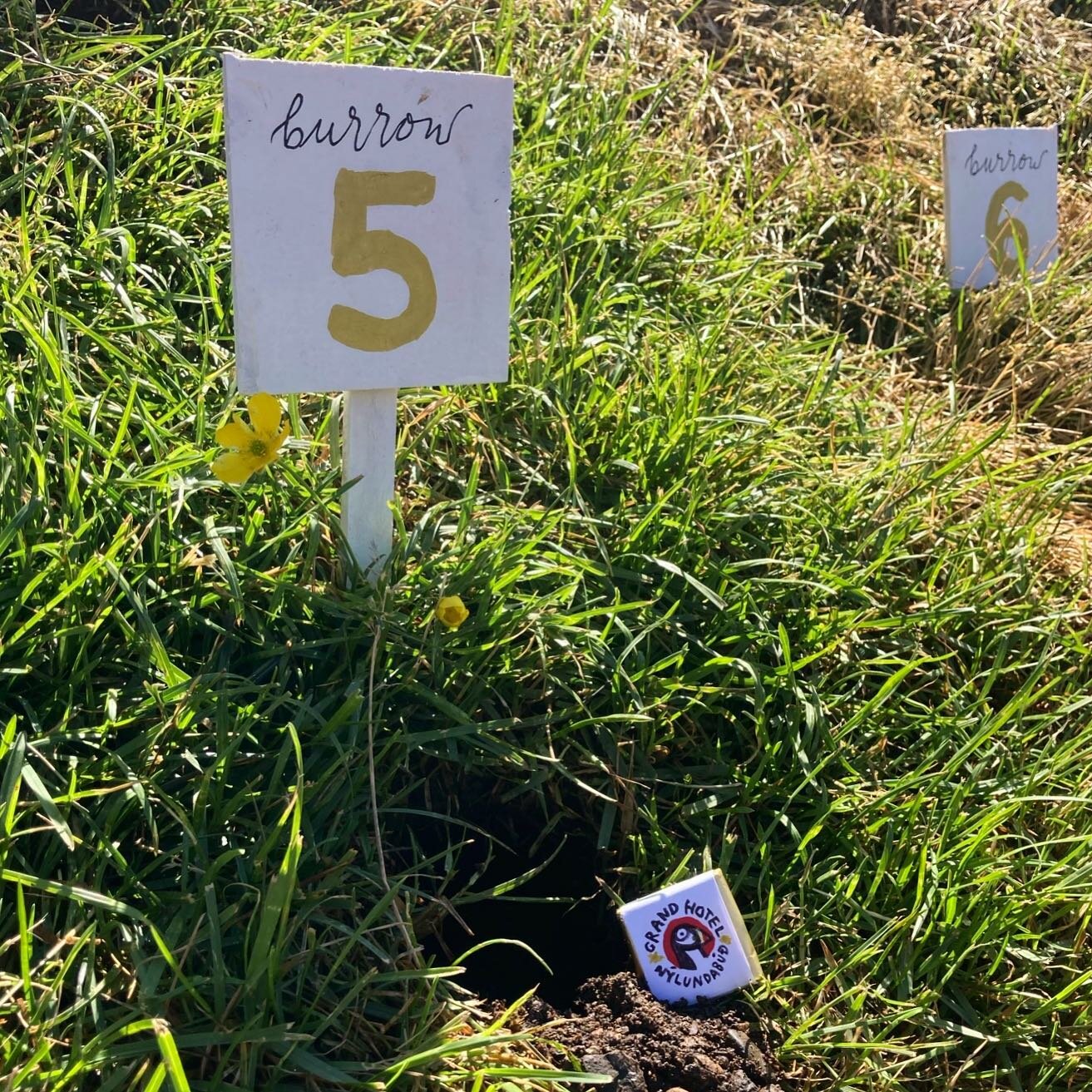 One of our most popular burrows, burrow no. 5, is a 175cm long deluxe hole-in-one, lined with spring grass and kittiwake feathers. A lavatory nook can be entered on the left hand side of the entrance. At the far deep end is a snug little corner perfe