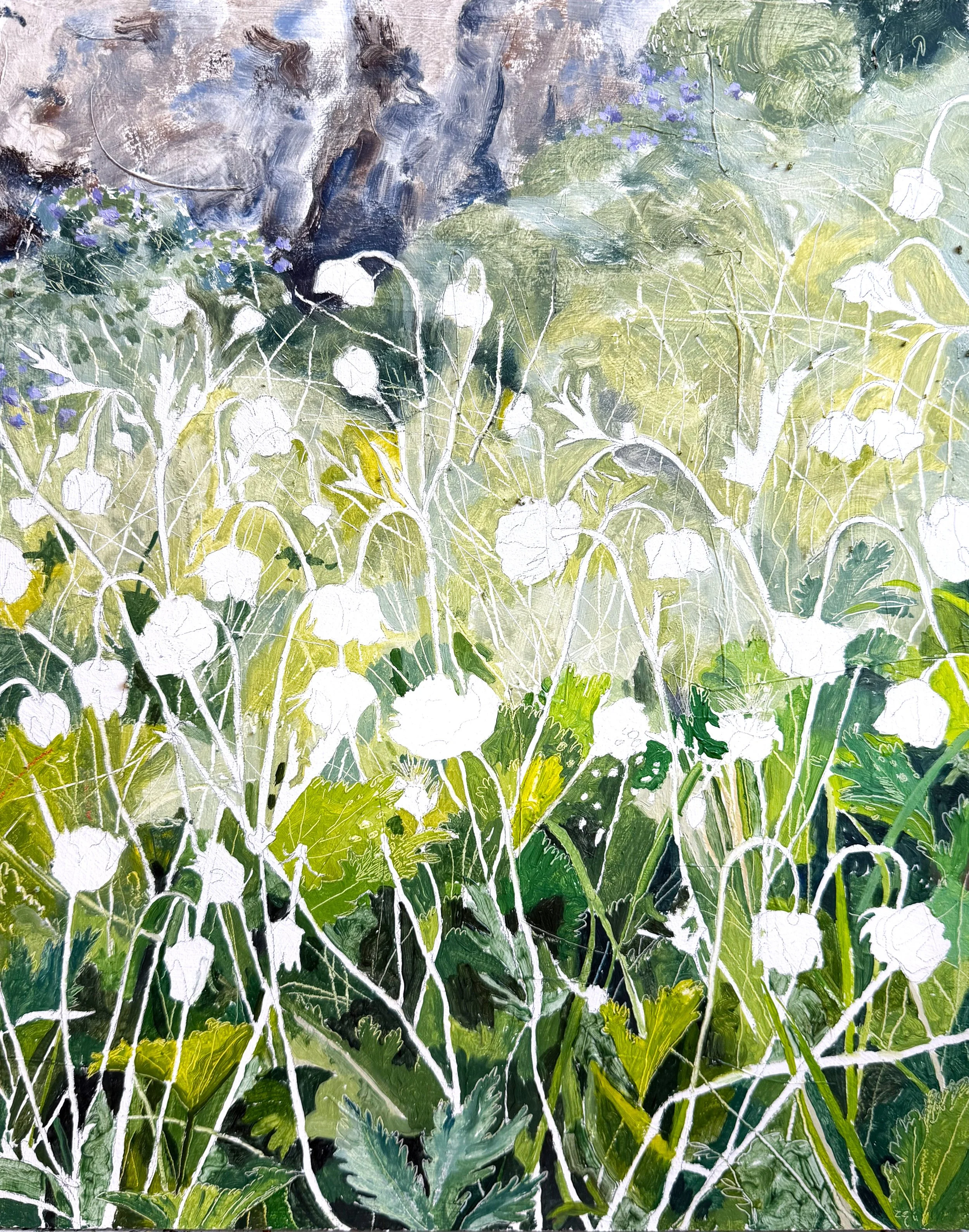 20. gloppur (fjalldalafífill) 