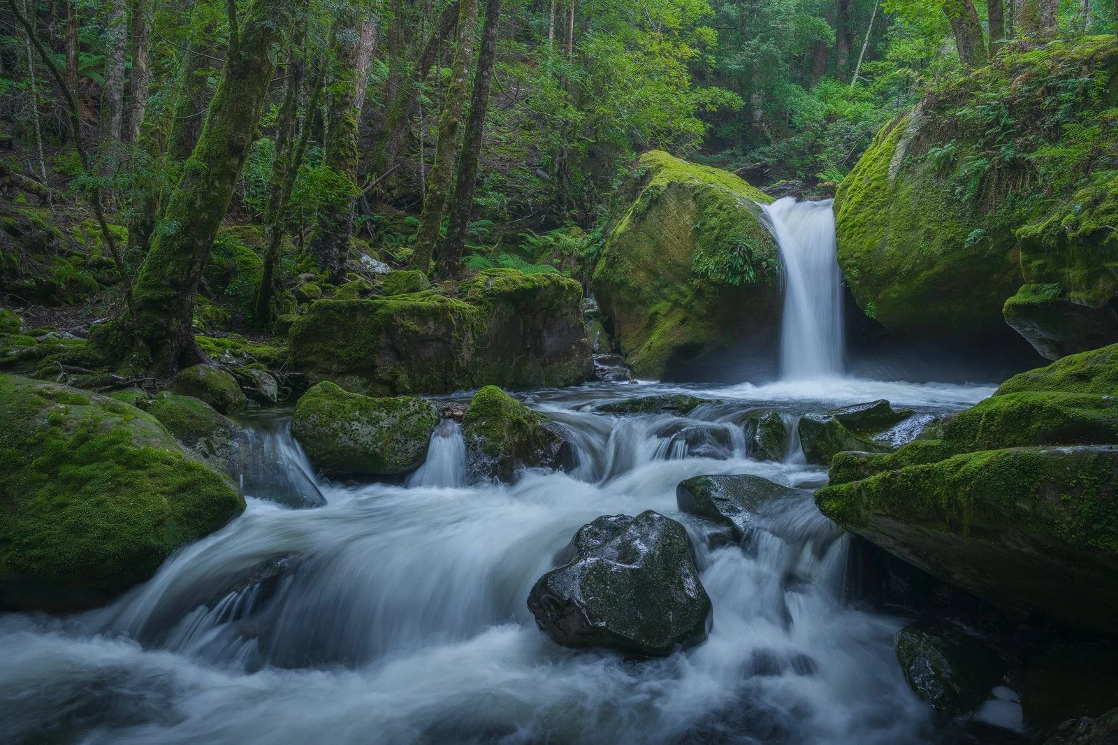 Freeflow • Great Western Tiers, TAS
