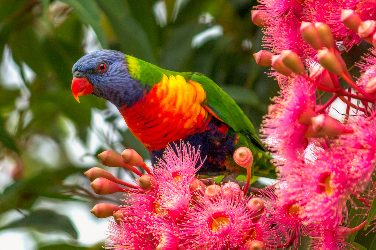 We were on a family drive through the Jamberoo countryside when I saw a trio of Rainbow Lorikeets perched high up in the gum tree, feeding on the flowers. The overcast weather brought out the bold colours of the bird and flowers against the deep green back drop. I was glad to have my 250mm lens on hand which allowed to get in close, and draw attention to the lorikeet's magnificent plumage.