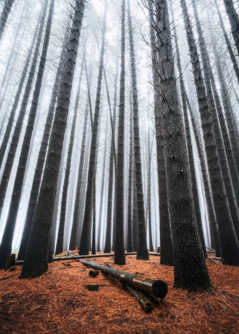Laurel-Hill-Sugar-Pines-Forest-Fog.jpg