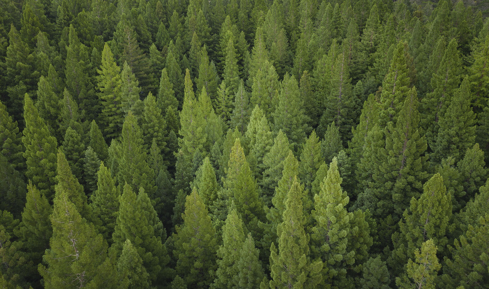 Drone-Forest-After-Post-Processing.jpg