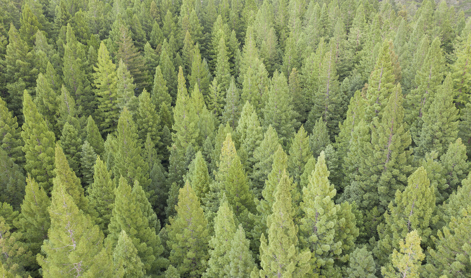 Drone-Forest-Before-Post-Processing.jpg