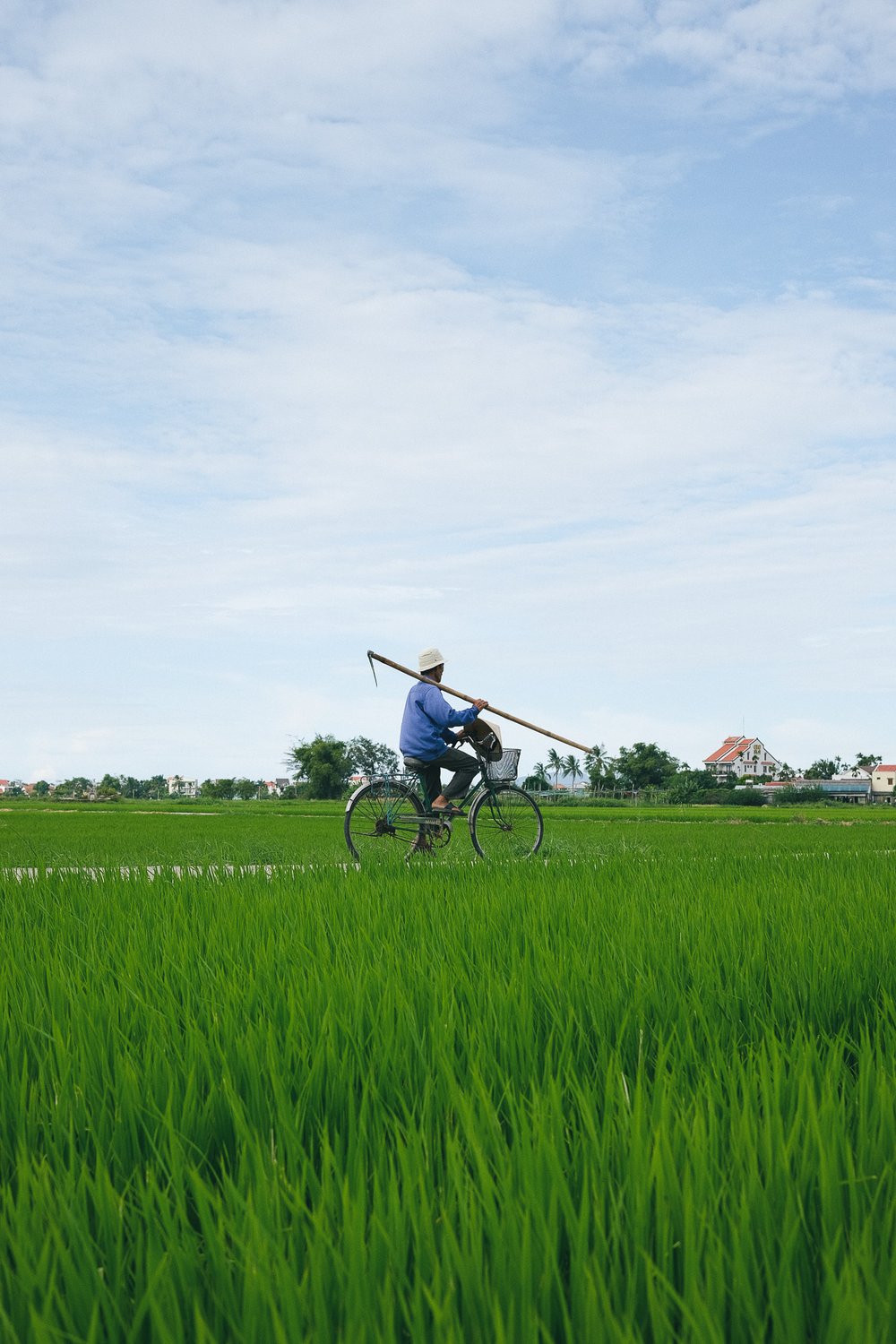 Hoi-An-Rice-Fields.jpg