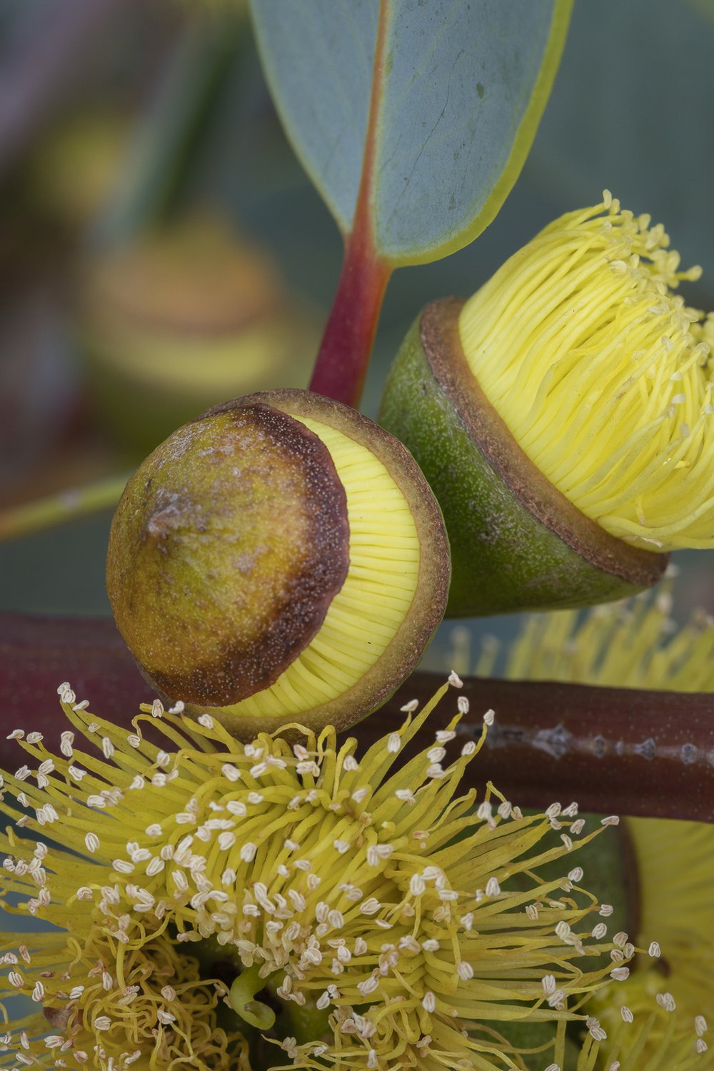 WA-Australia-Wildflowers-Yellow-Gum.jpg