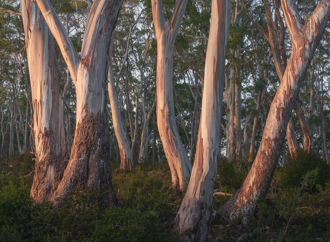 Last Light. Deep in Tasmania&rsquo;s Central Highlands, the setting sun broke through to illuminate this striking stand of snow gums.