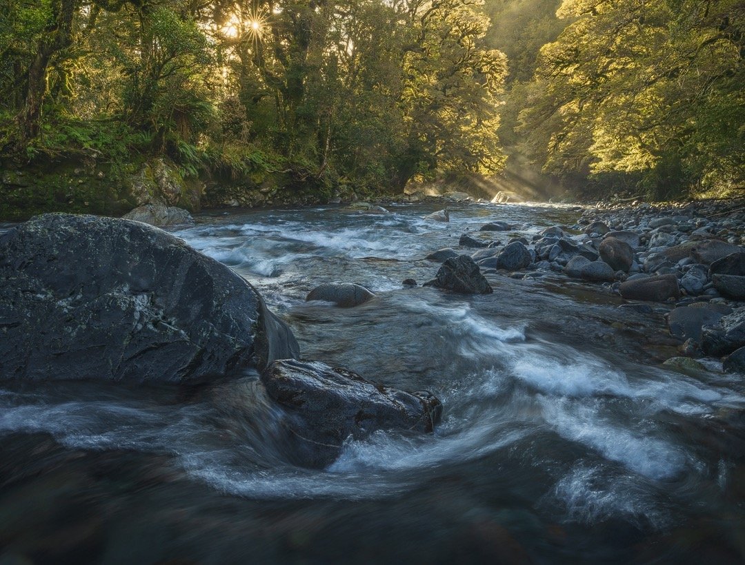 Down River. A moment of morning calm as the rising sun breaks through Fiordland&rsquo;s ancient beech forest.