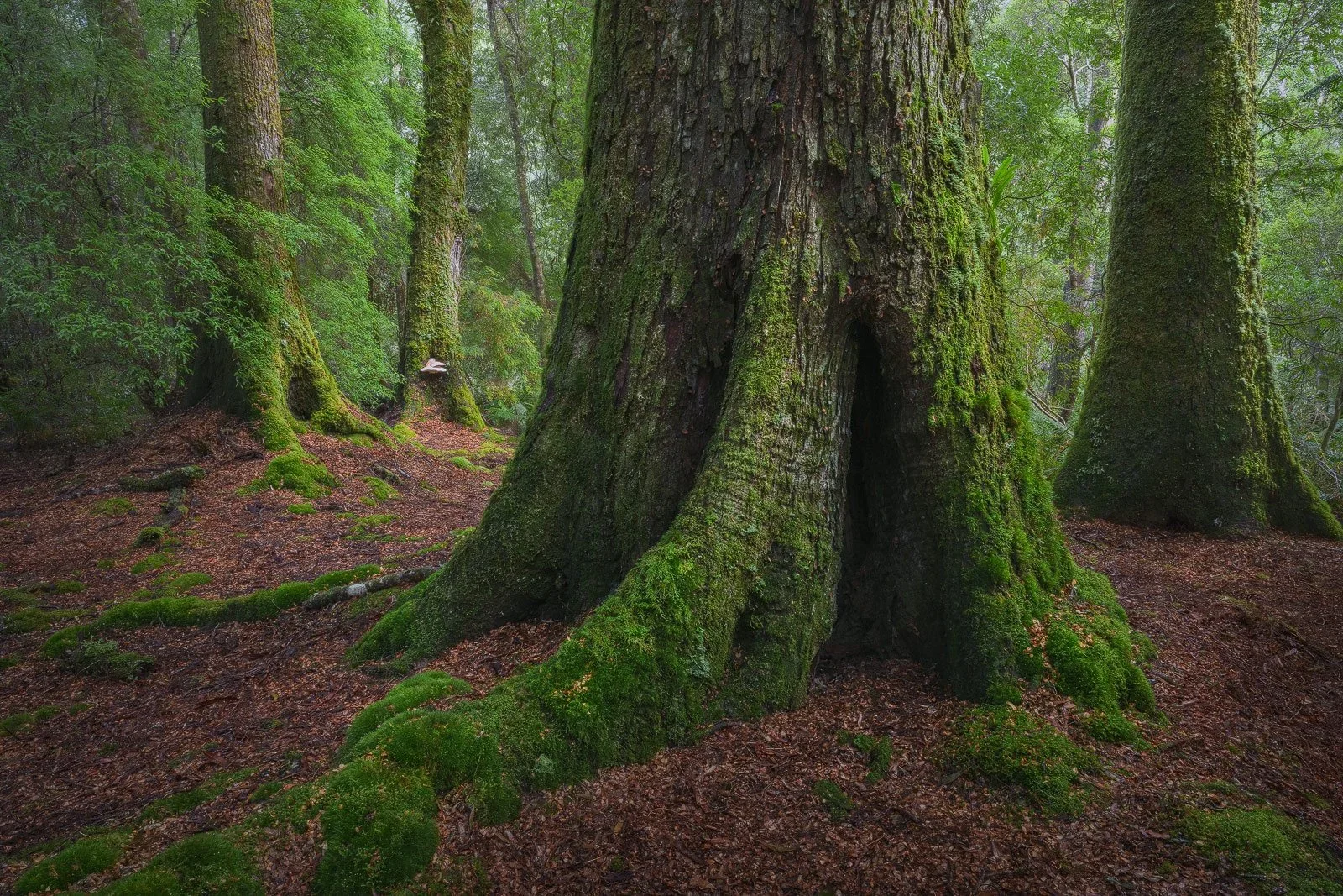 Tasmanian-Rainforest-Myrtle-Beech-Tarkine.webp