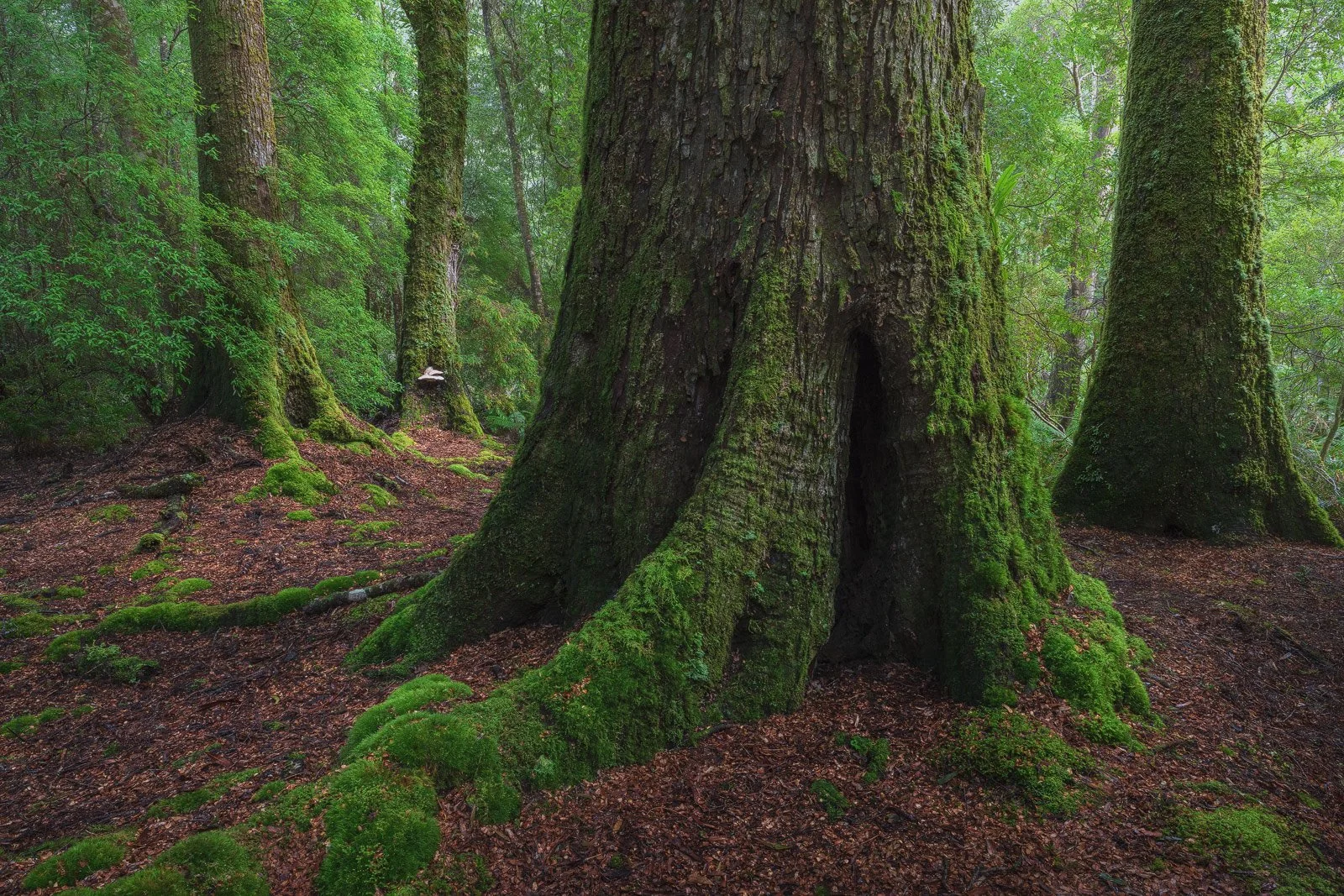 Grove Guardians • Takayna, TAS
