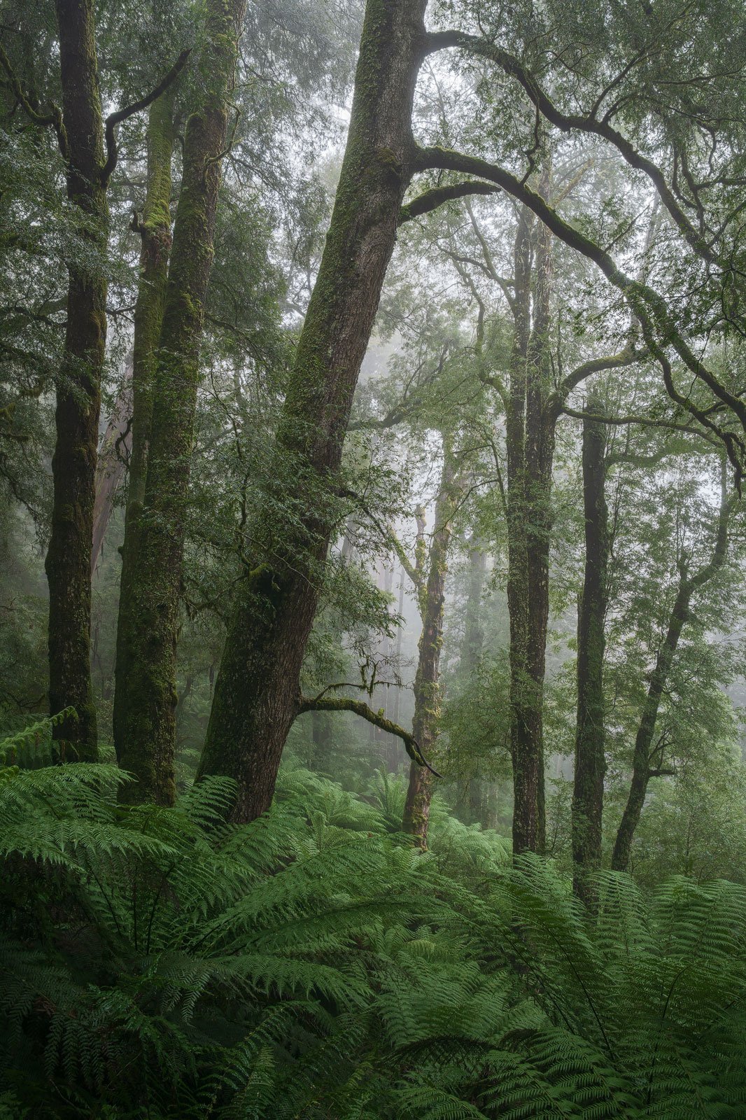Nature's Garden • Yarra Ranges, Victoria