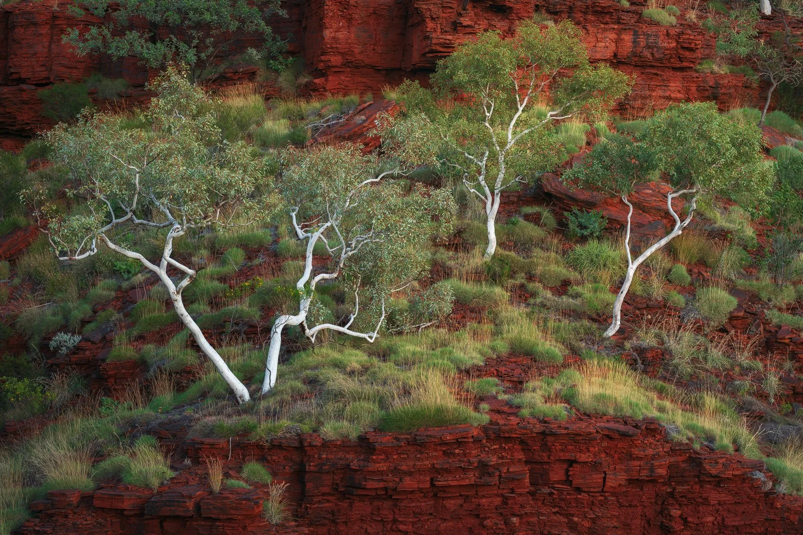 Karijini-National-Park-Ghost-Gums-Gorge-Sunrise.jpg