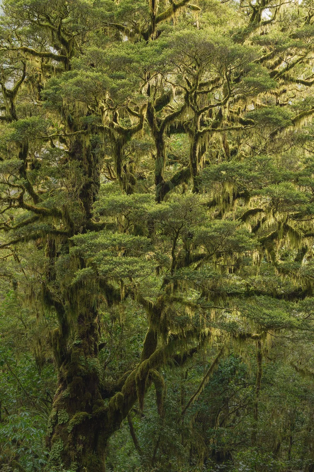 Treebeard • Milford Sound, New Zealand