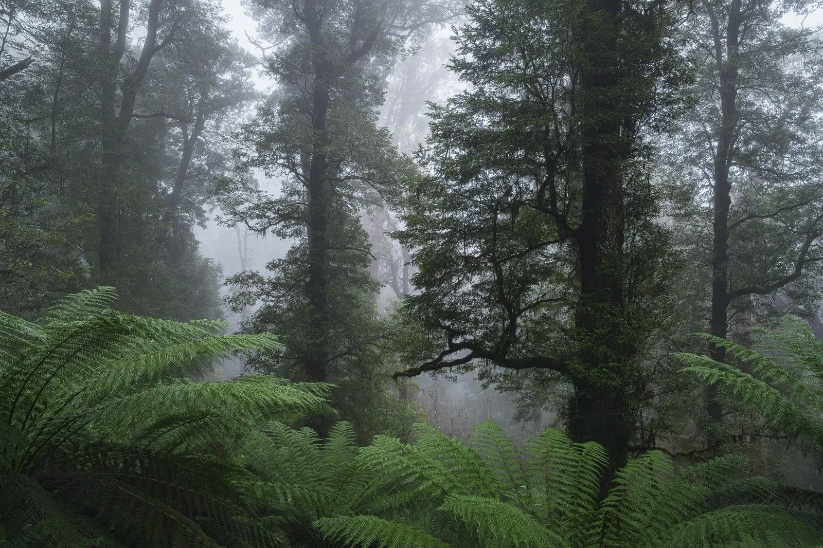 Mt-Donna-Buang-Fog-Myrtle-Beech-Ferns.jpg