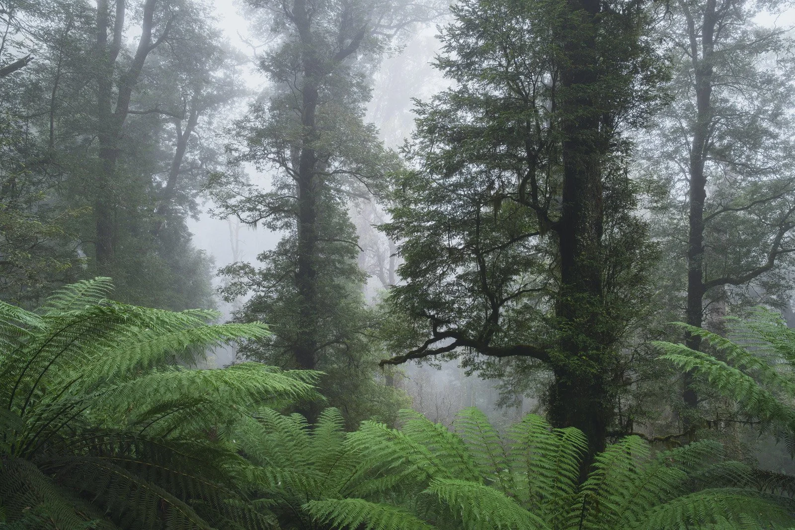 Giants in the Mist • Yarra Ranges, Victoria