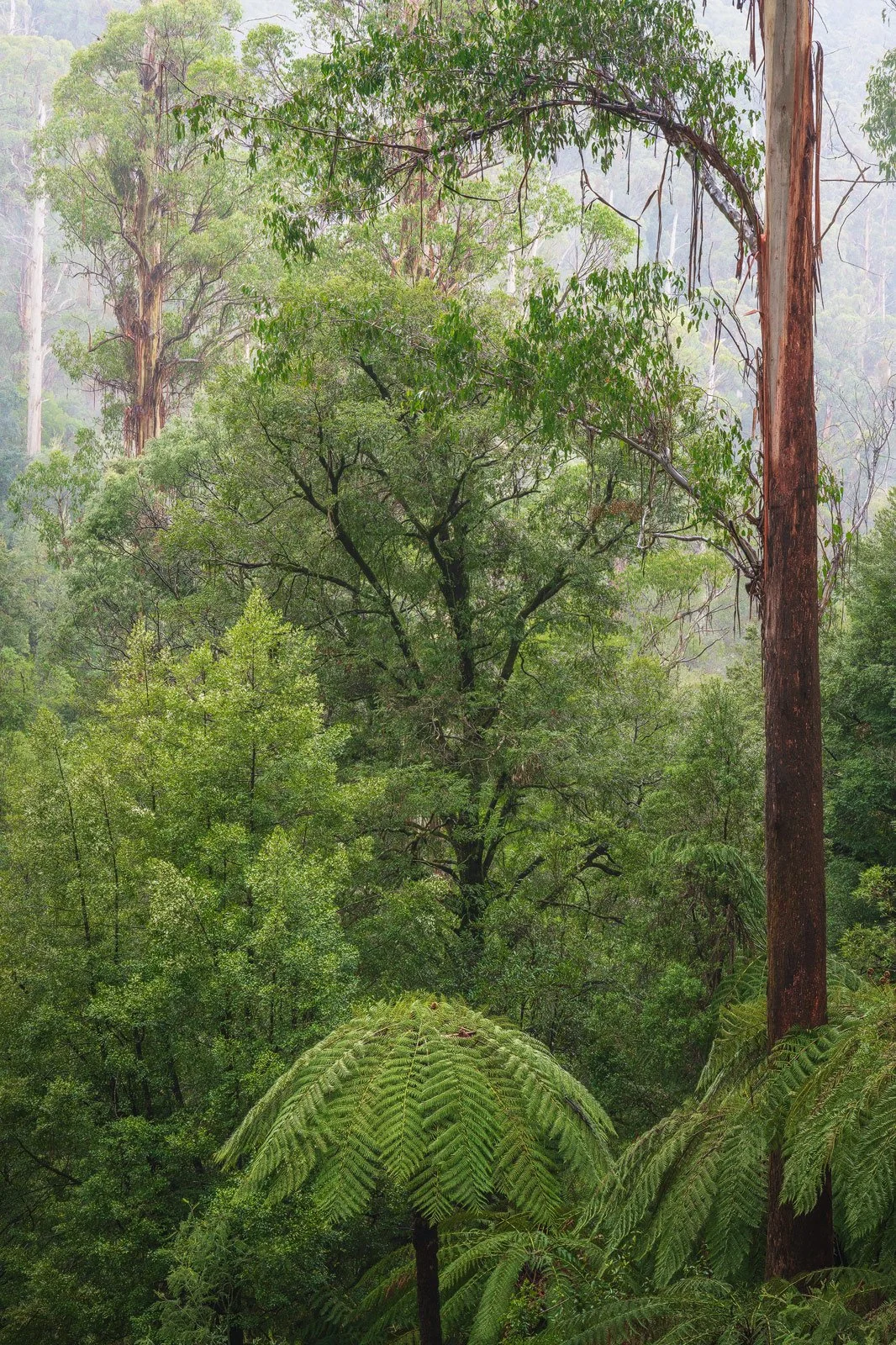 Yarra-Ranges-Mt-Donna-Buang-Natve-Forest-Victoria.jpg