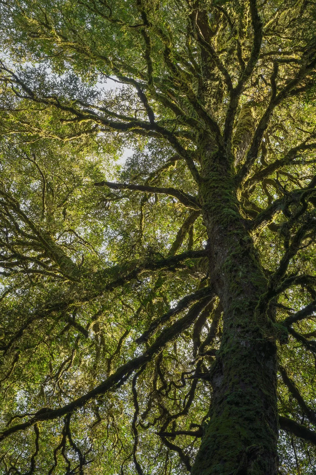 Myrtle-Tree-Trunk-Moss-Tasmania-Cradle-Mountain.jpg