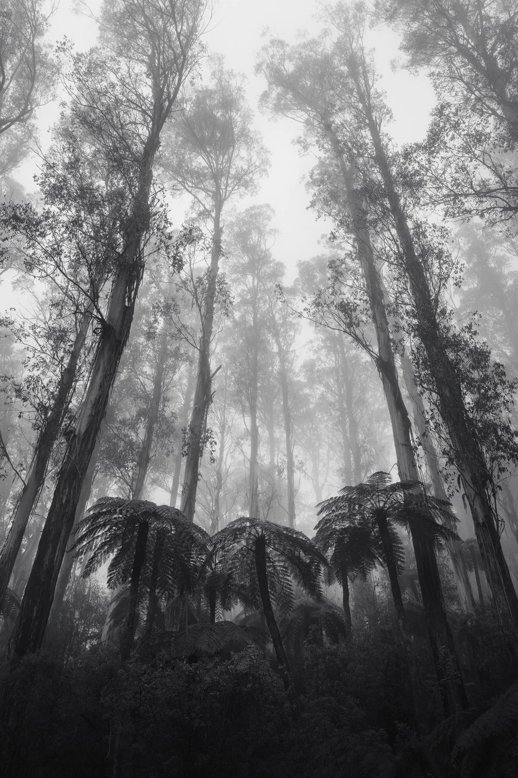 Mountain-Ash-Forest-Yarra-Ranges-Mt-Donna-Buang.jpg