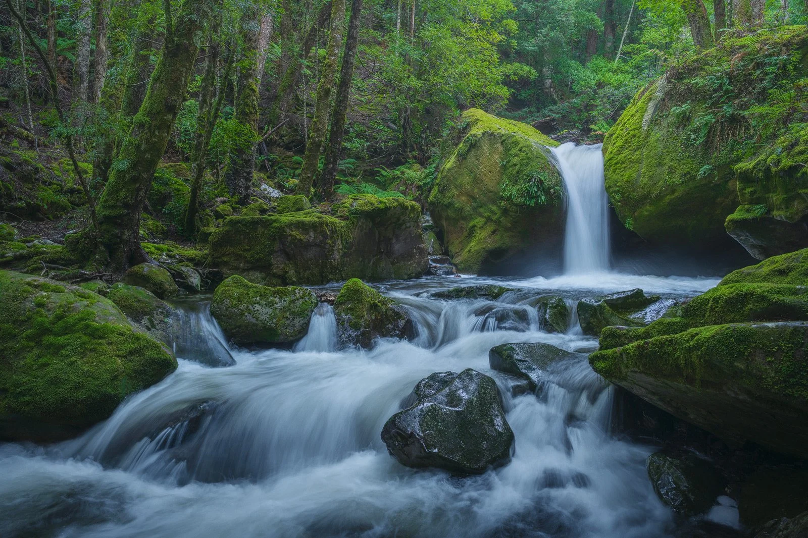 Freeflow • Great Western Tiers, TAS