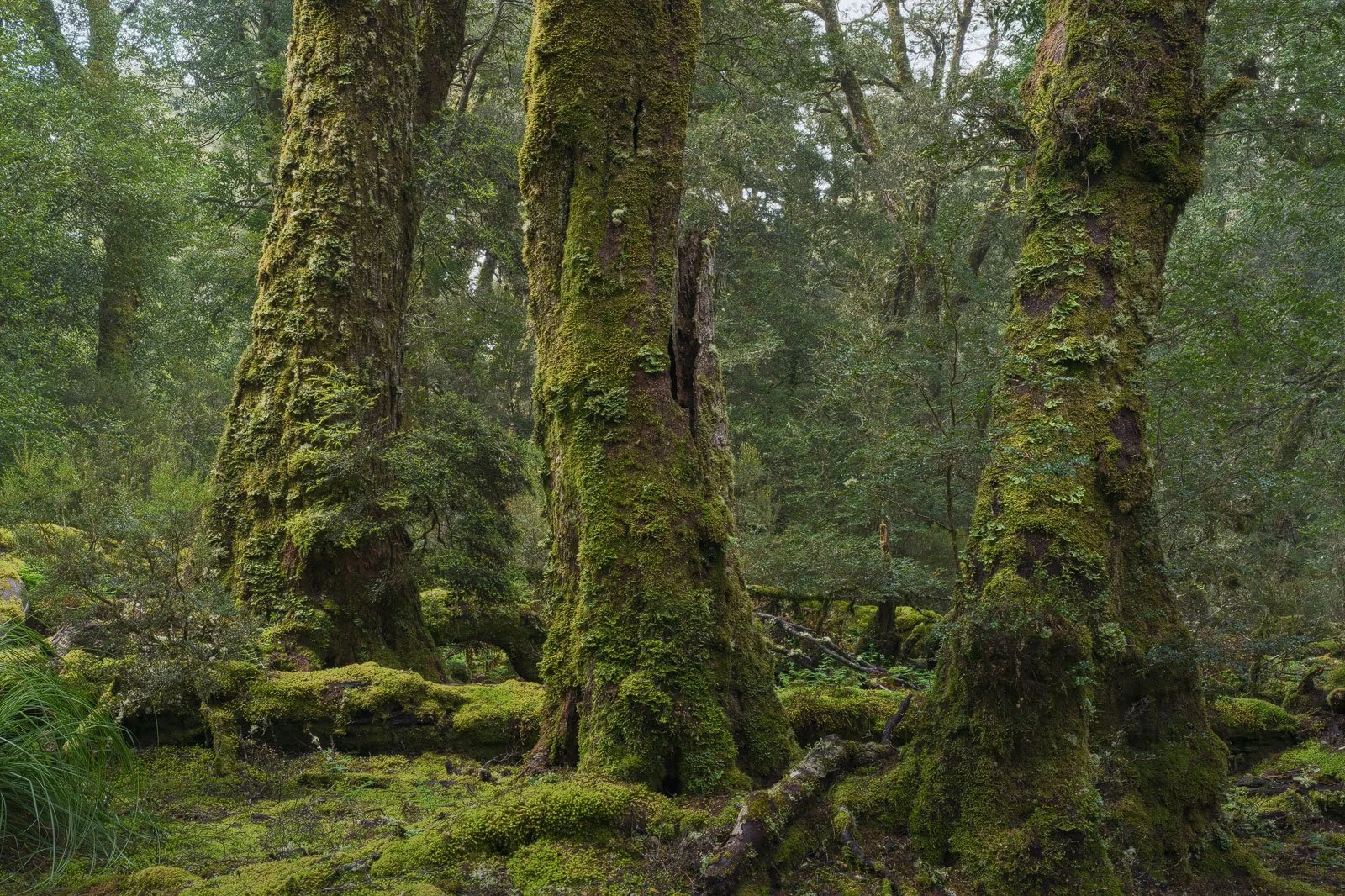 Three Wise Men • Cradle Mountain, Tasmania