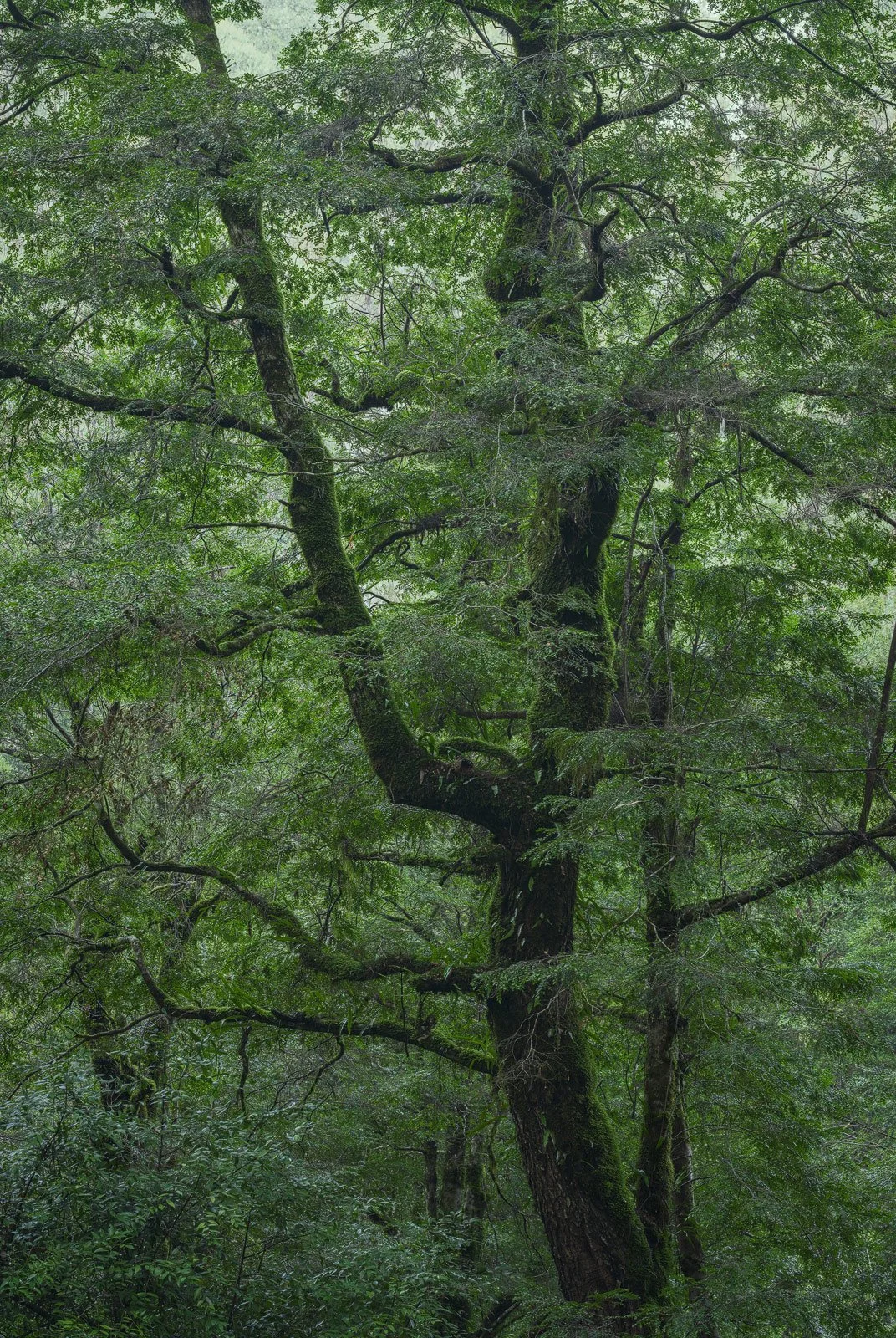 Towards the Light • Yarra Ranges, Victoria