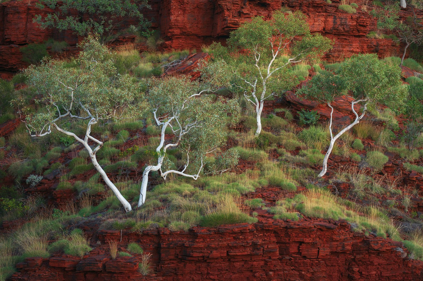 Australia-Karijini-National-Park-Ghost-Gums-Gorge-Sunrise.jpg
