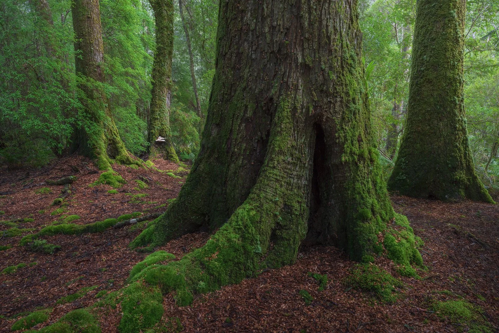 Grove Guardians • Takayna, TAS