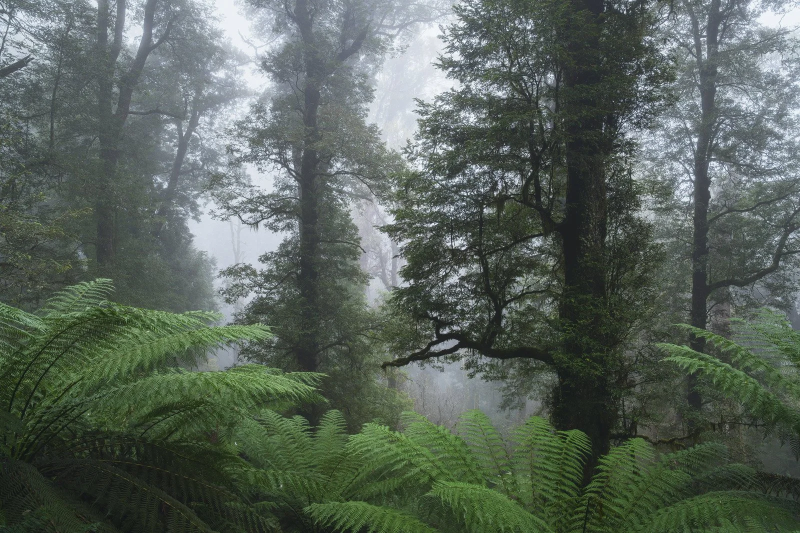 Giants in the Mist • Yarra Ranges, Victoria
