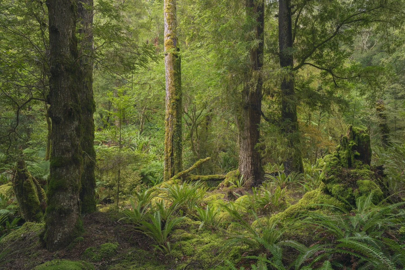 Grove Gathering • Te Anau, New Zealand