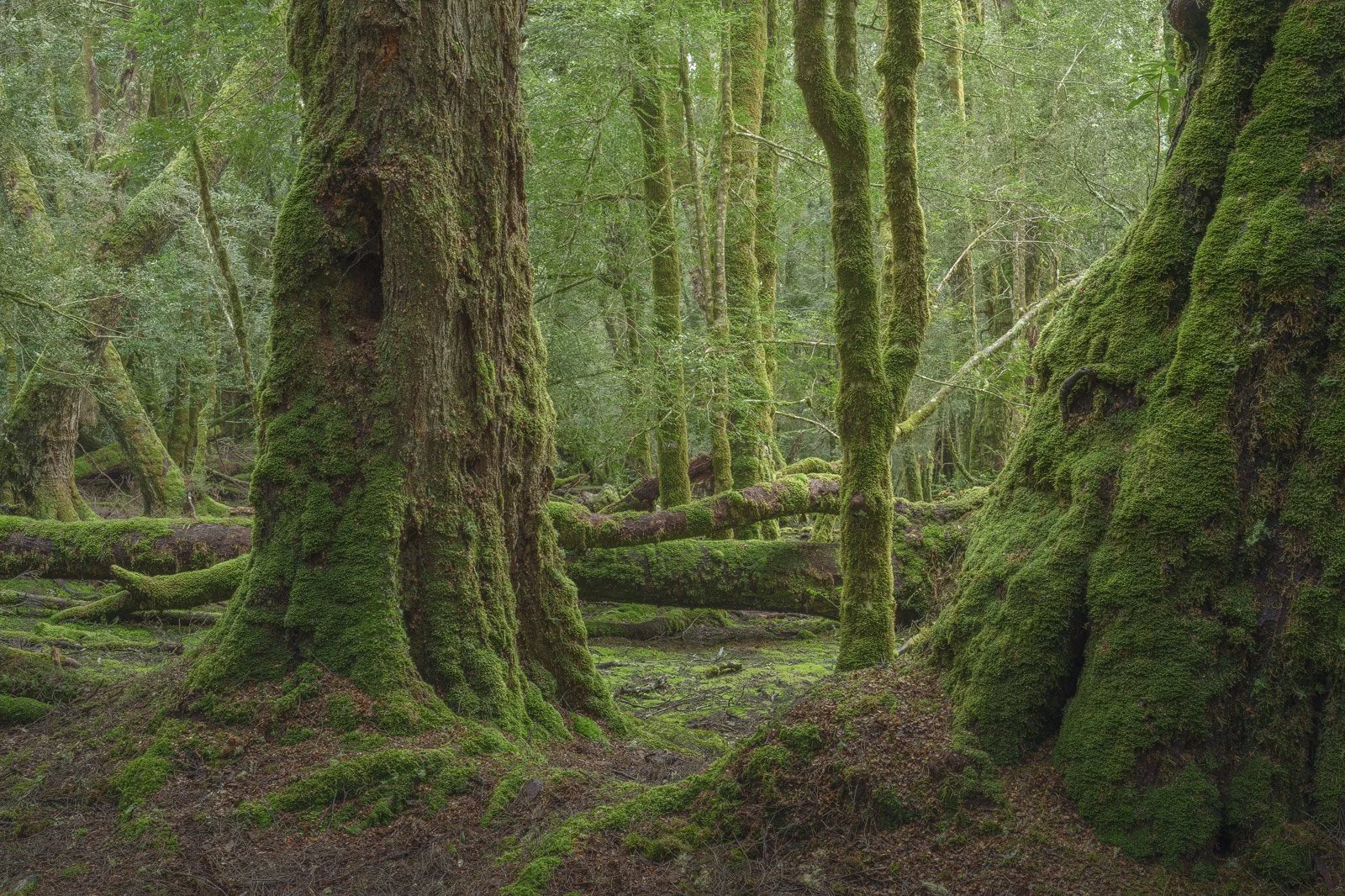 Sassafras-Myrtle-Beech-Tasmania-Rainforest-Cradle-Mountain.jpg