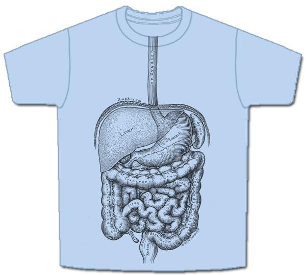 digestive-short.png