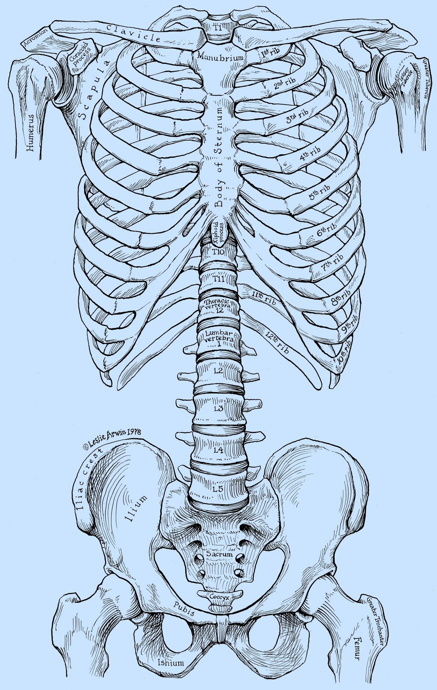 bones on blue small for web flat.jpg