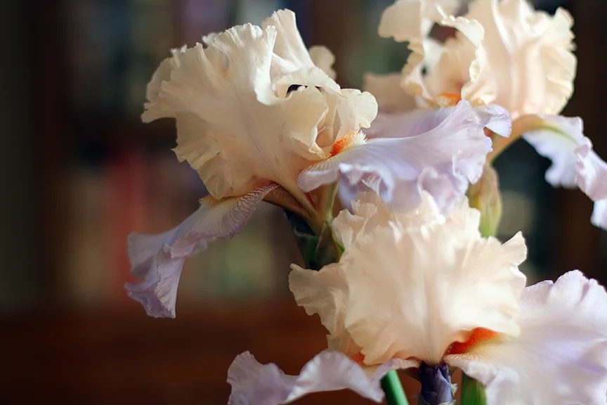 Irises02.jpg