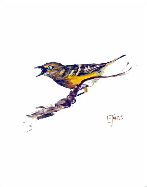 White Eyed Vireo<br>acrylic on paper<br>20 x 24 inches