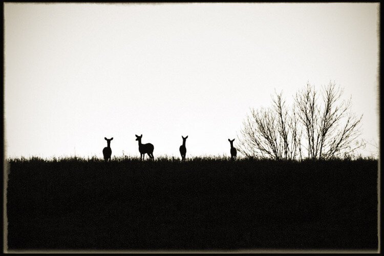 tn11deer4983s.jpg