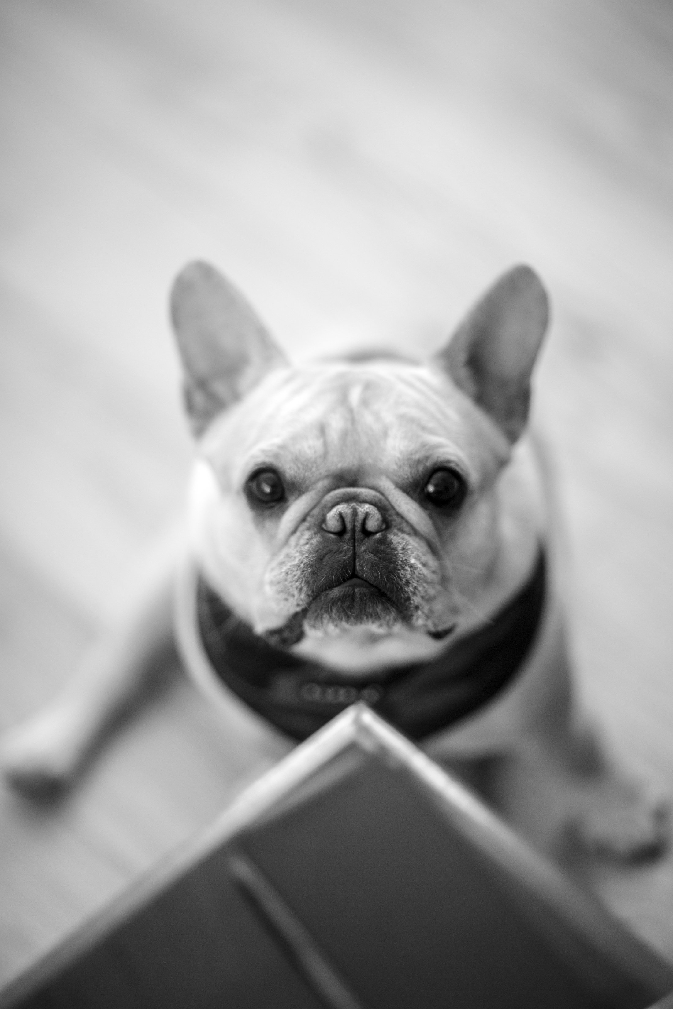 Dog at a Wedding in Connecticut