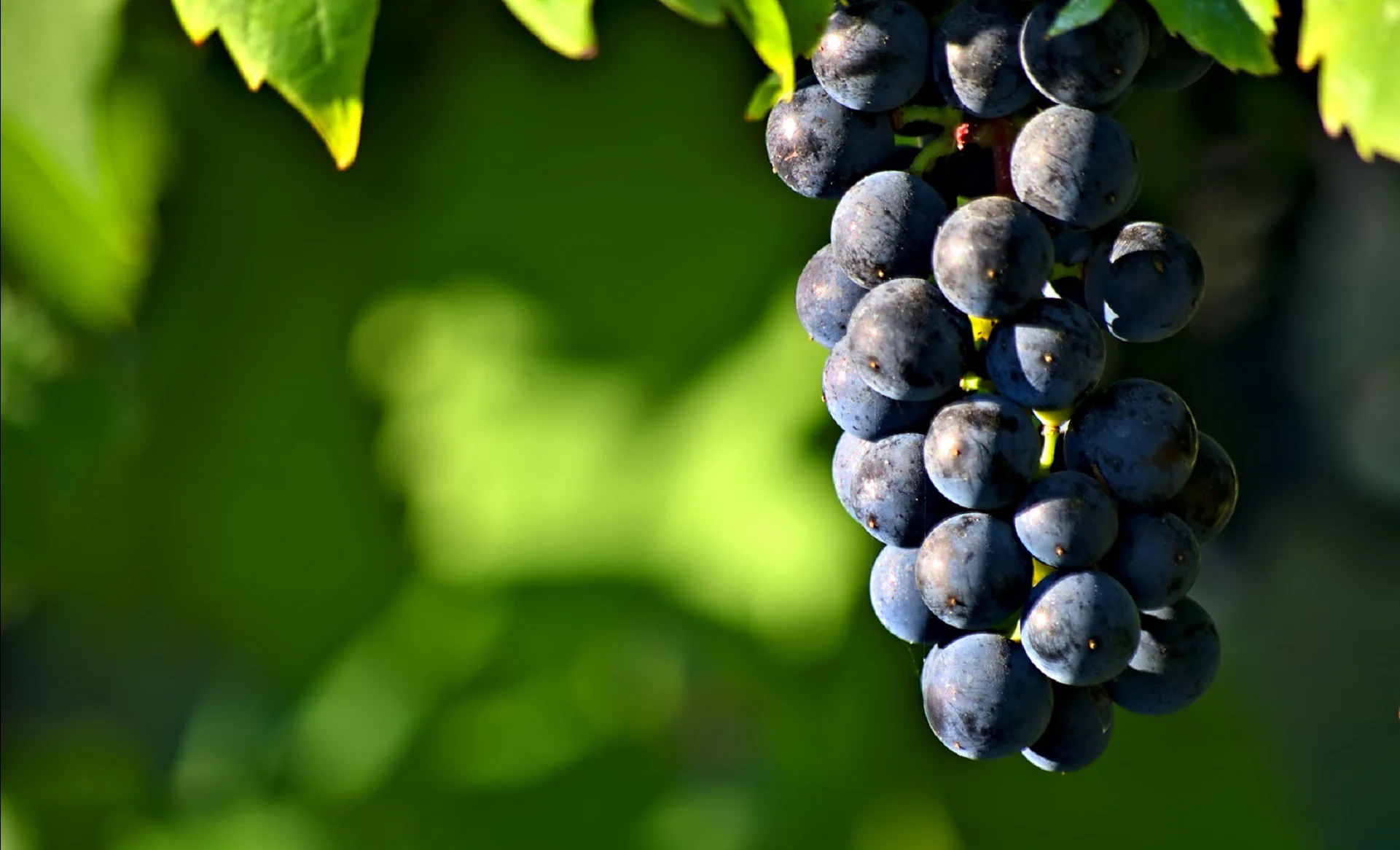 Organic Wine Class