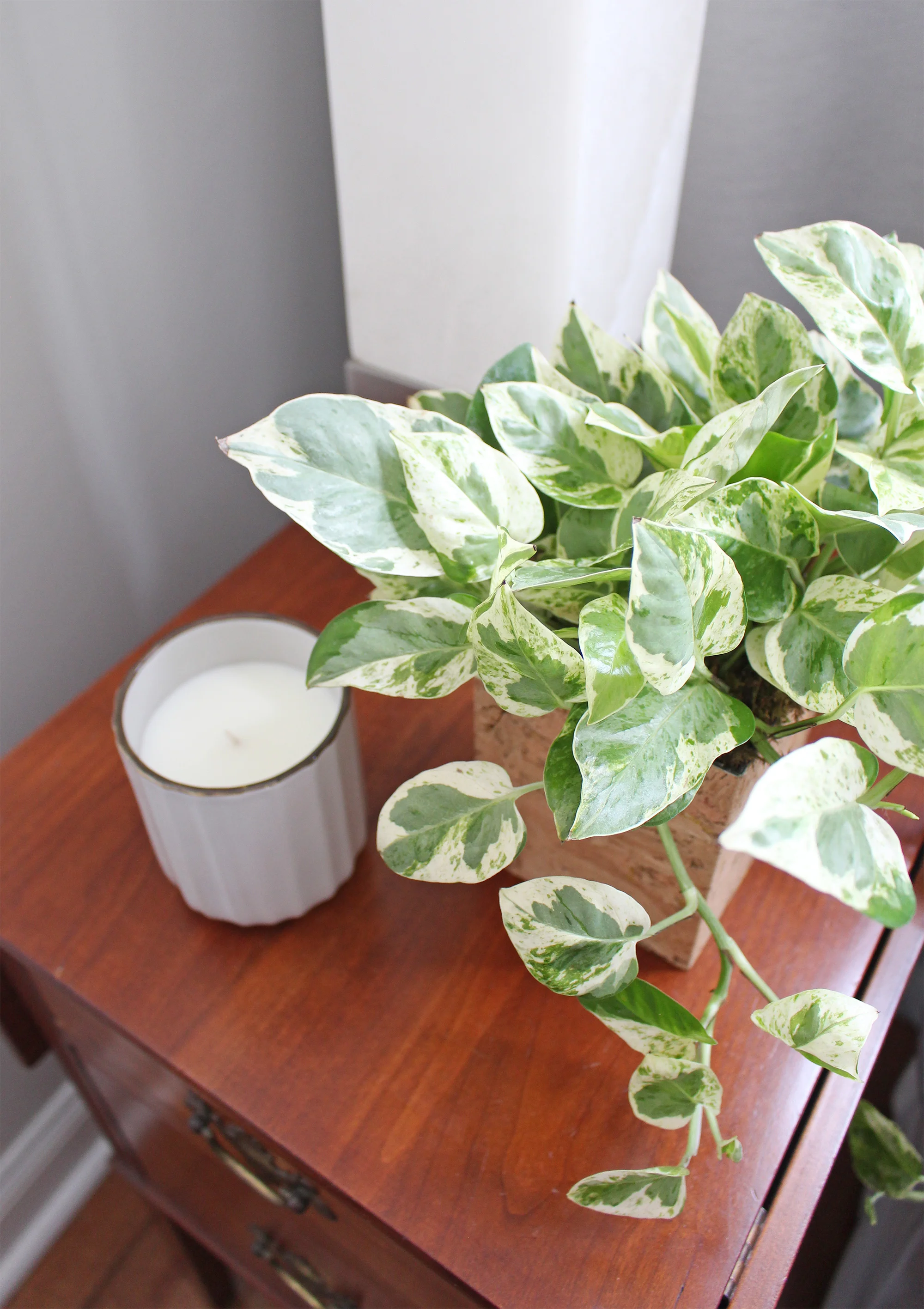 Pearls and Jade Pothos. Check out this blog post devoted to all-things indoor plants, my favorite easy-care houseplants, and where to find planters and pots for them.