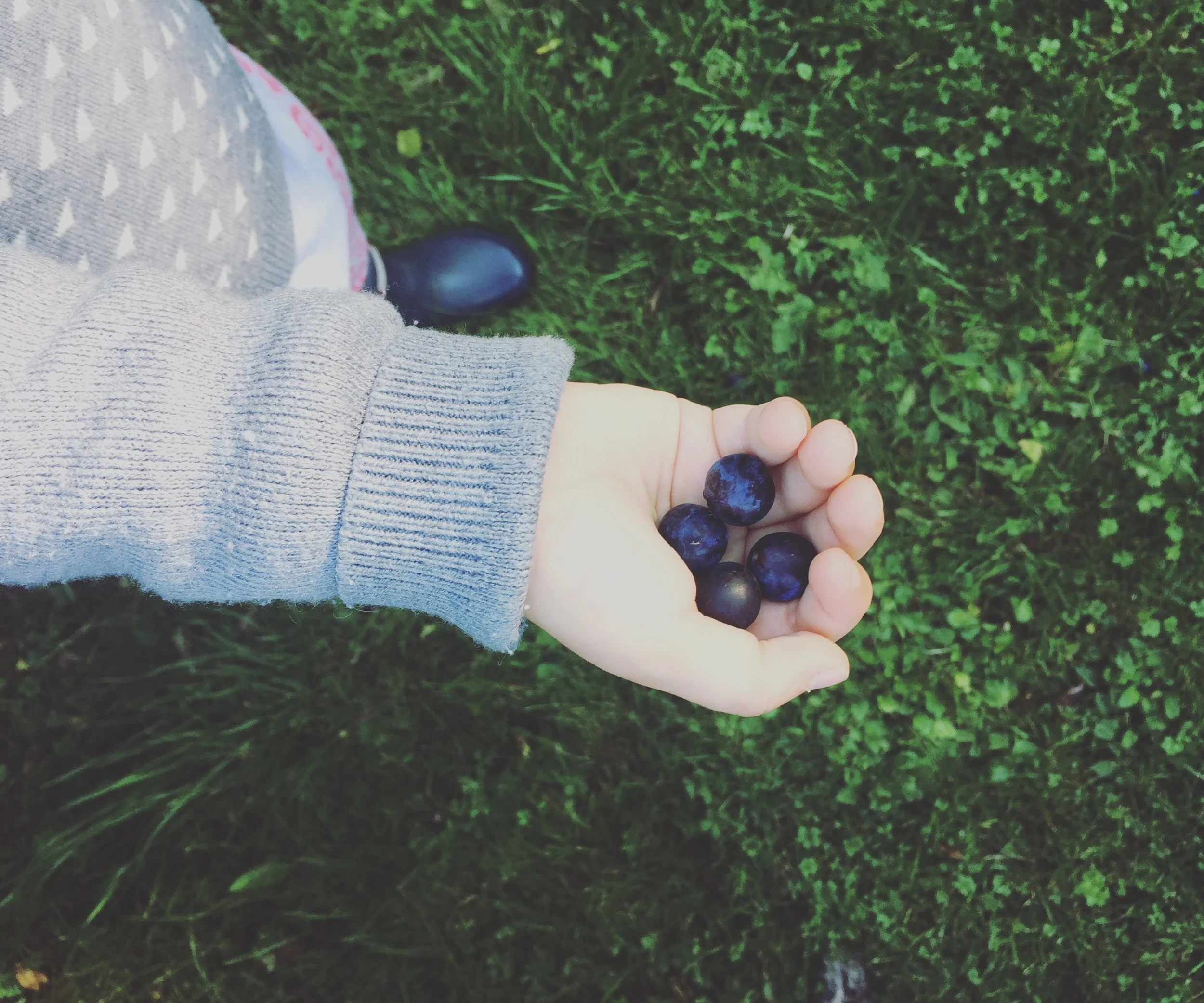 sloe gin anyone?