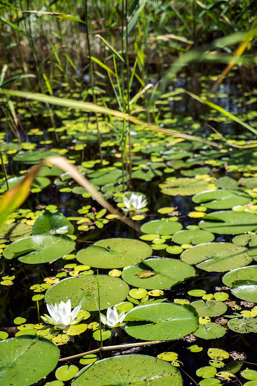 Epp-Gartenbau-Teich-3-170.jpg