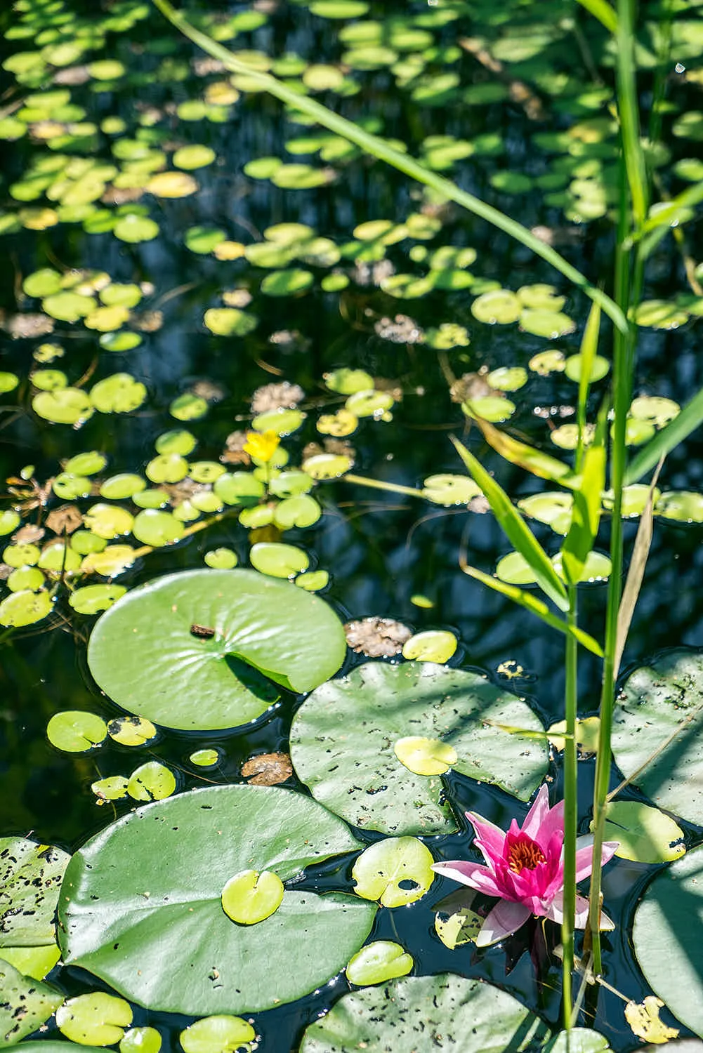 Epp-Gartenbau-Teich-3-174.jpg