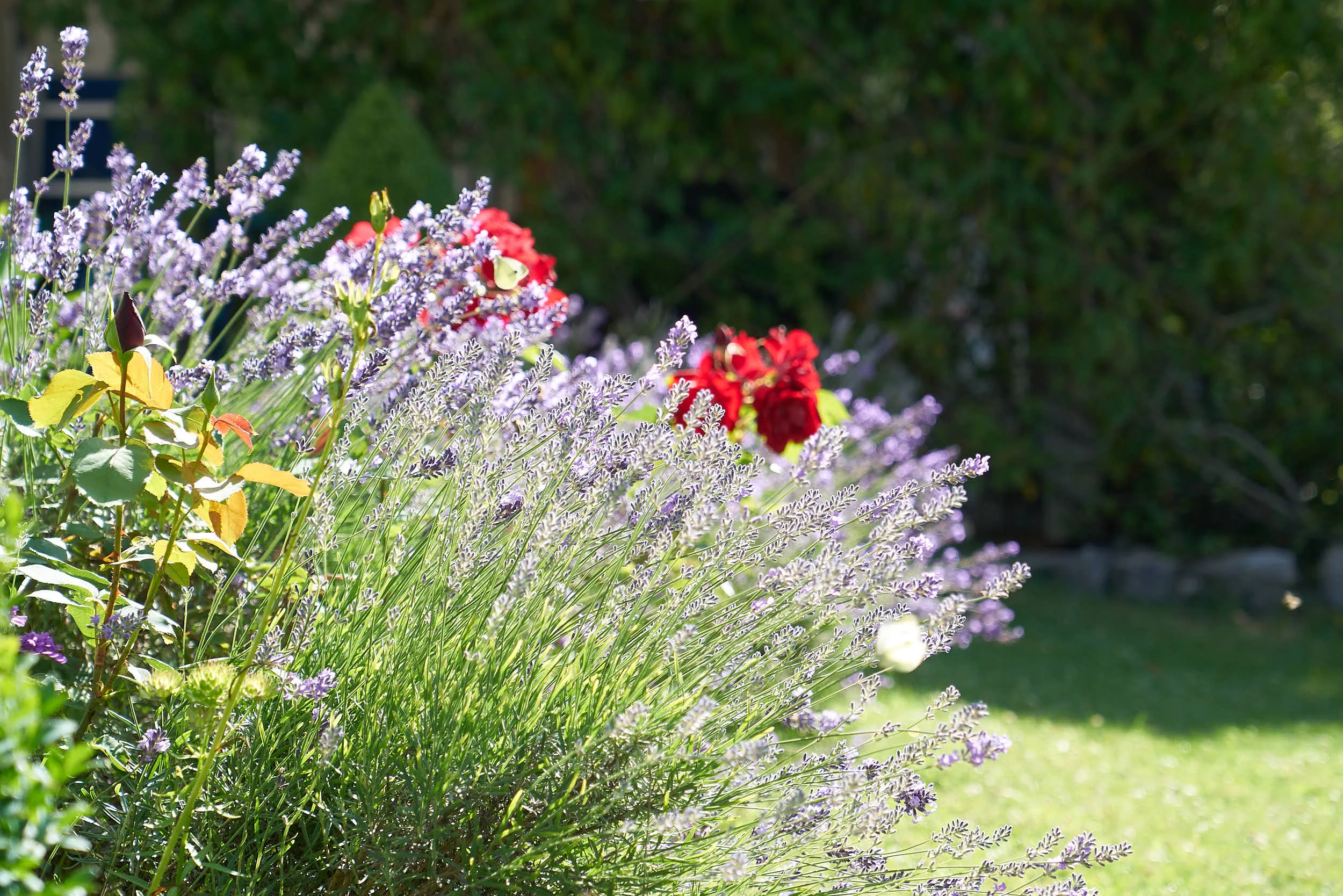 Pflege und Pflanzen im Garten PFLANZUNGEN Entdecke die Möglichkeiten
