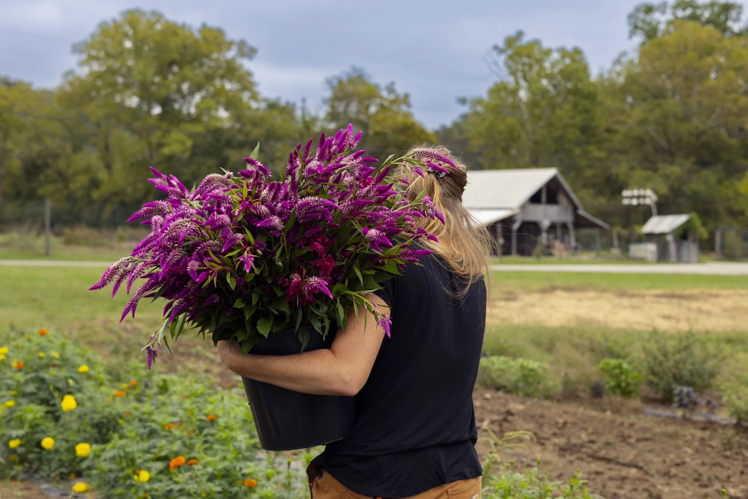 Harvesting flowers for market